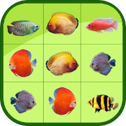 开云app